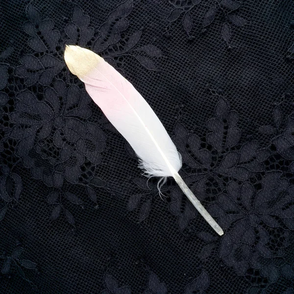 Boyalı pembe siyah dantel arka plan üzerinde izole altın altın tüy yaldızlı