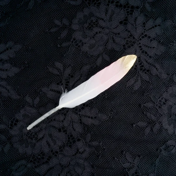 Dyed pink gilded gold golden feather isolated on black lace background — Stock Photo, Image