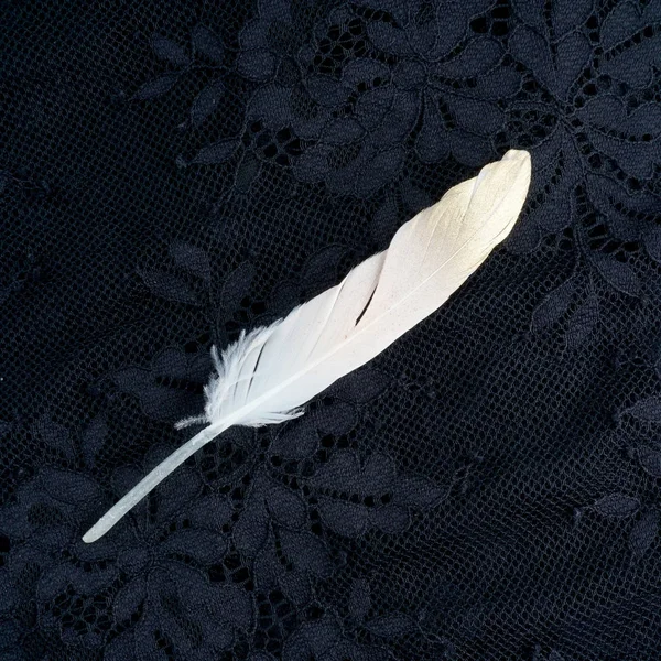 Boyalı pembe siyah dantel arka plan üzerinde izole altın altın tüy yaldızlı