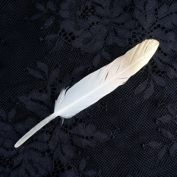 Boyalı pembe siyah dantel arka plan üzerinde izole altın altın tüy yaldızlı