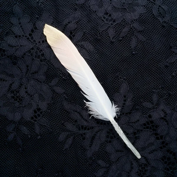 Boyalı pembe siyah dantel arka plan üzerinde izole altın altın tüy yaldızlı