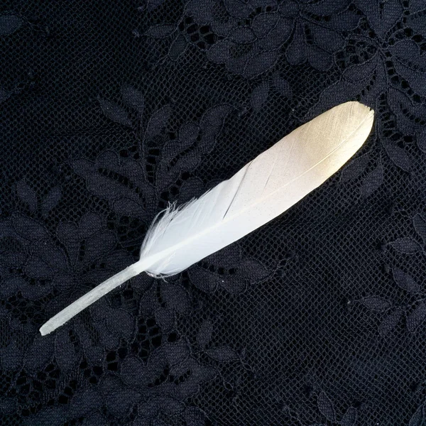 Boyalı pembe siyah dantel arka plan üzerinde izole altın altın tüy yaldızlı