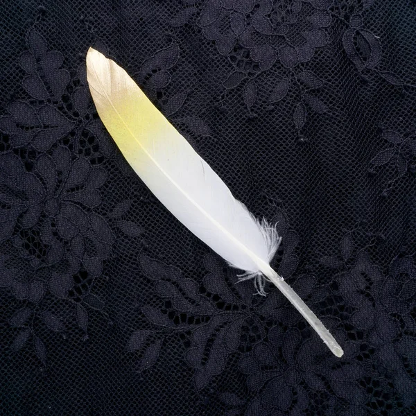 Boyalı sarı siyah dantel arka plan üzerinde izole altın altın tüy yaldızlı