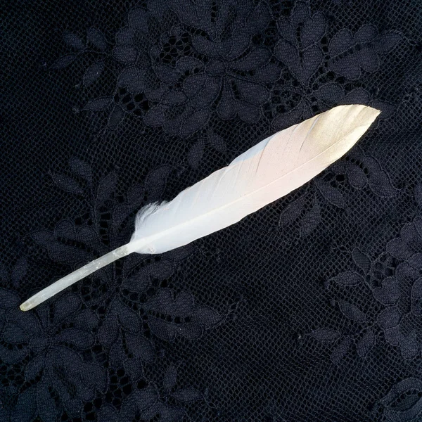 Boyalı pembe siyah dantel arka plan üzerinde izole altın altın tüy yaldızlı