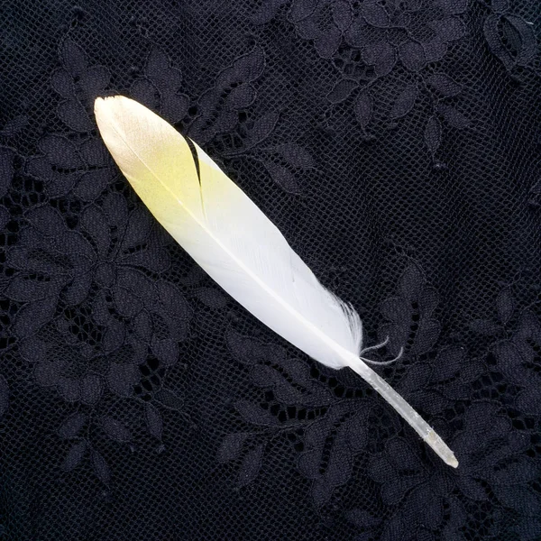 Boyalı sarı siyah dantel arka plan üzerinde izole altın altın tüy yaldızlı