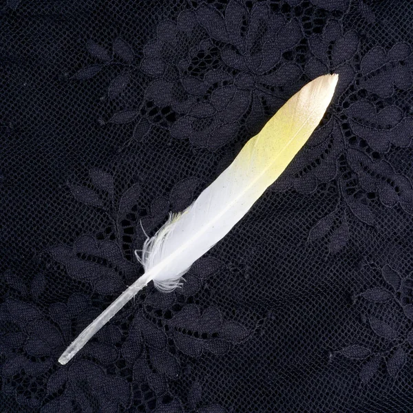 Plume dorée jaune dorée dorée isolée sur fond de dentelle noire — Photo