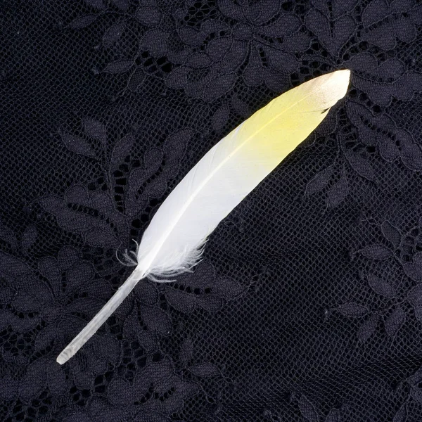Boyalı sarı siyah dantel arka plan üzerinde izole altın altın tüy yaldızlı