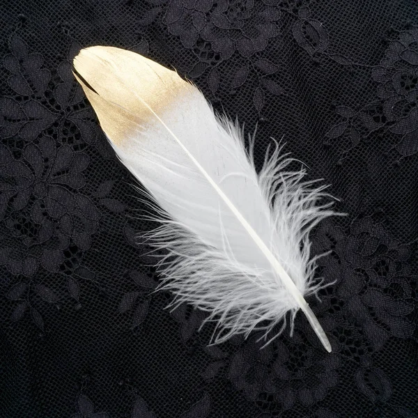 siyah dantel arka plan üzerinde izole yaldızlı altın altın ve beyaz tüy
