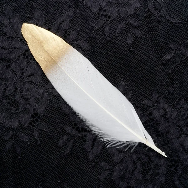 siyah dantel arka plan üzerinde izole yaldızlı altın altın ve beyaz tüy