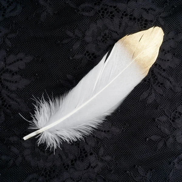 Gilded gold golden and white feather isolated on black lace background — Stock Photo, Image
