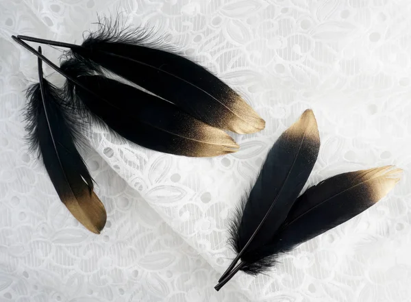 Beyaz dantel zemin üzerine altın Altın Siyah Kuğu tüy lüks kümesi yaldızlı