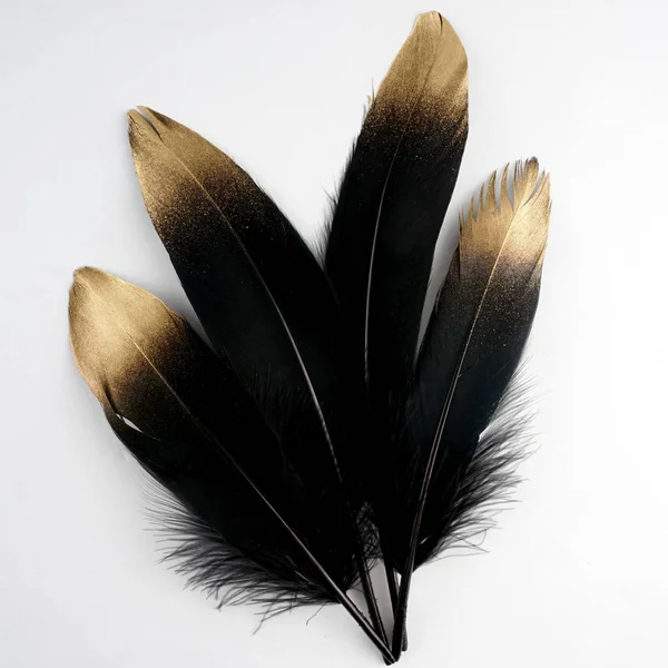 lüks kümesi beyaz zemin üzerine altın Altın Siyah Kuğu tüy yaldızlı