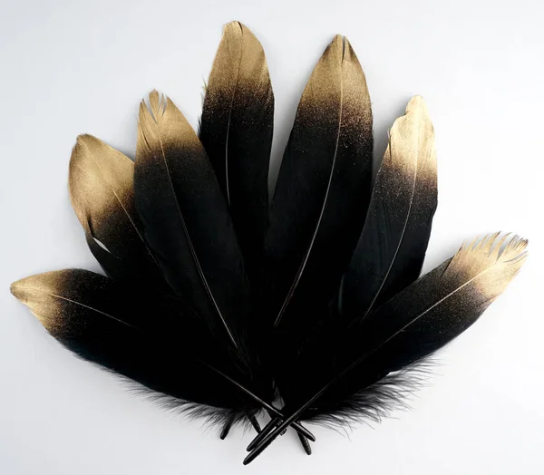 Conjunto de oro dorado de lujo plumas de cisne negro dorado sobre fondo blanco — Foto de Stock
