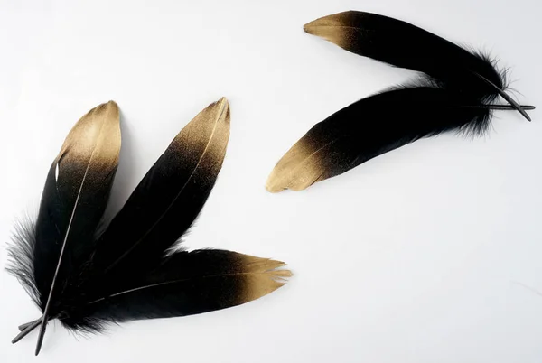 Conjunto de oro dorado de lujo plumas de cisne negro dorado sobre fondo blanco —  Fotos de Stock