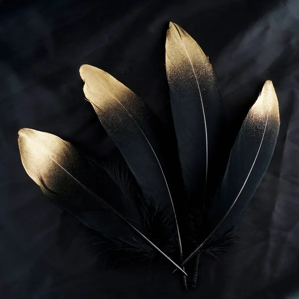 Luxury gilded gold golden black swan feather on silk cloth background — Stock Photo, Image
