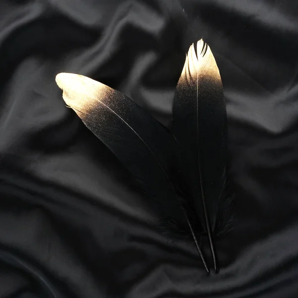 Luxe doré or or noir plume de cygne sur fond de tissu de soie — Photo