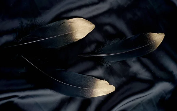 Lüks ipek kumaştan zemin üzerine altın Altın Siyah Kuğu tüy yaldızlı — Stok fotoğraf