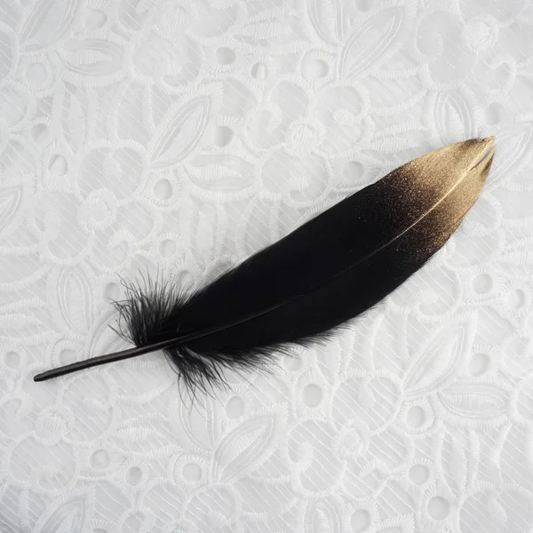 Negro dorado dorado plumas de cisne de oro aislado sobre fondo de encaje blanco — Foto de Stock