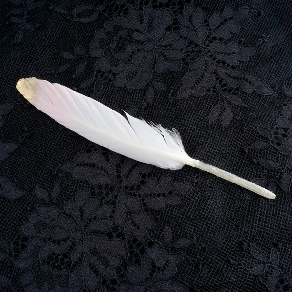 Boyalı pembe siyah dantel arka plan üzerinde izole altın altın tüy yaldızlı