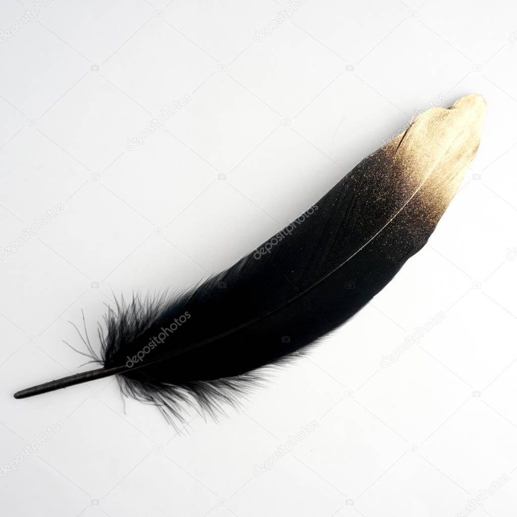  luxury gilded gold golden black swan feather on white background