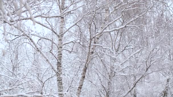 Nieve cayendo en los abedules — Vídeos de Stock