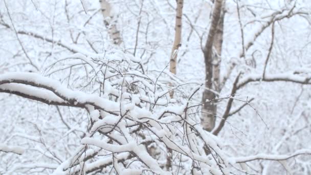 雪地下的树枝。 降雪 — 图库视频影像