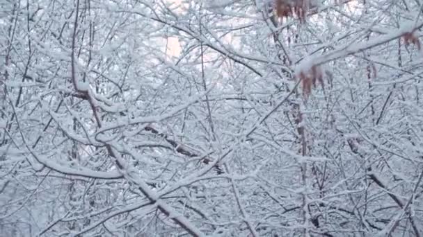 Steadicam scatto degli alberi sotto la neve — Video Stock