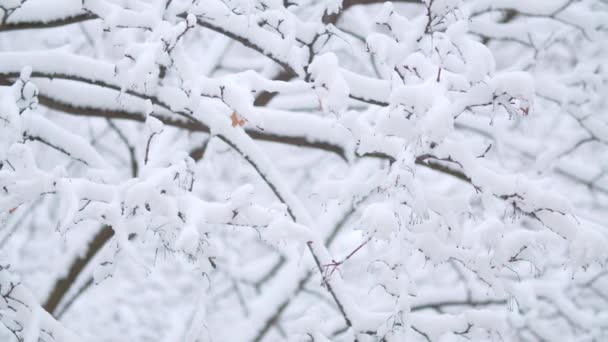 Ramos debaixo da neve. Queda de neve — Vídeo de Stock