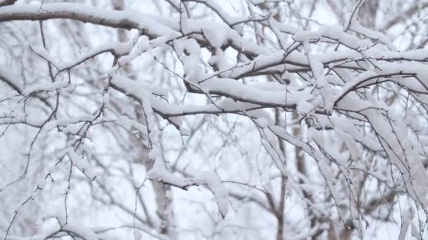 Birch tree branches under the snow — 비디오