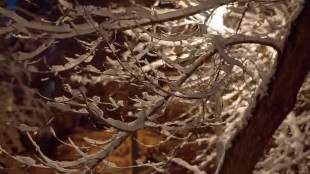 Sluiten Besneeuwde Takken Nacht Sneeuw Schijnt Het Licht Van Lantaarns — Stockvideo