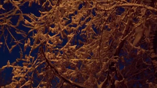 Fermer Les Branches Arbres Recouvertes Neige Contre Ciel Bleu Profond — Video