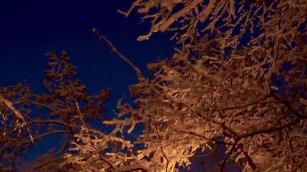 Feche Ramos Árvores Cobertas Neve Contra Céu Azul Profundo Noite — Vídeo de Stock