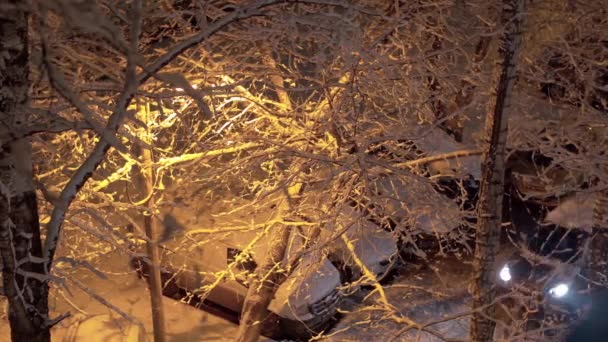 Χιονισμένα Δέντρα Και Αυτοκίνητα Υπό Φως Των Φανών Δρόμου Όψη — Αρχείο Βίντεο