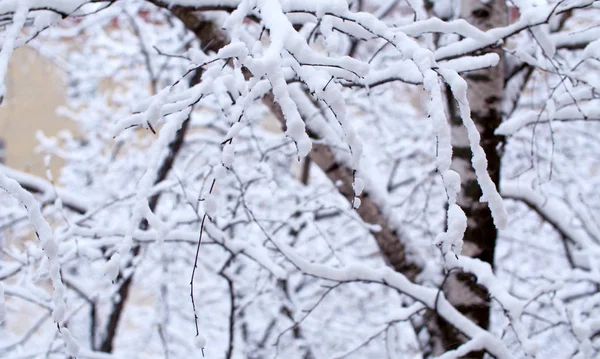 Berkenboomtakken onder de sneeuw — Stockfoto