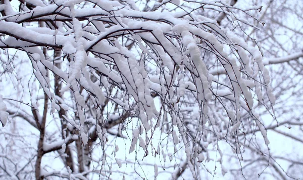 Rami di betulla sotto la neve — Foto Stock