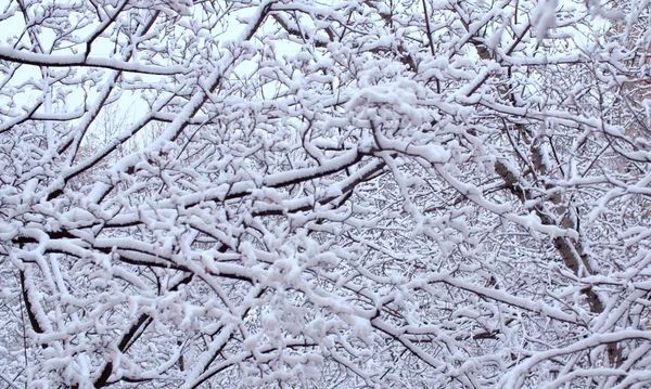 Rami di betulla sotto la neve — Foto Stock