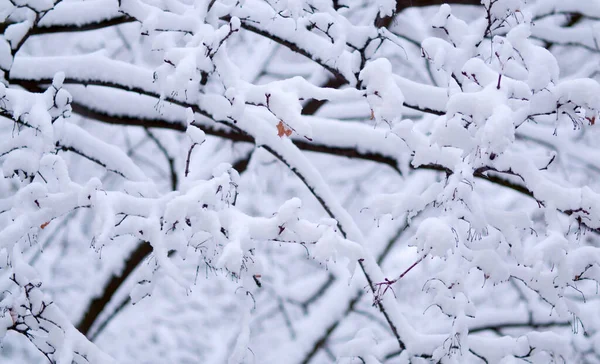 Berkenboomtakken onder de sneeuw — Stockfoto