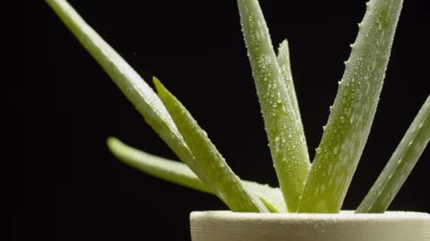 Aloe Vera plant rotated — Stock Video