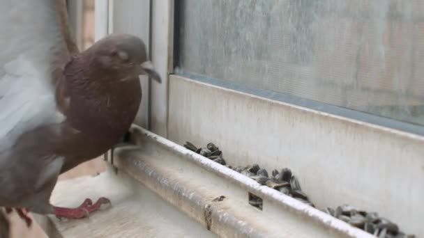 住宅の窓の上に種を食べる鳩の顔を閉じます 遅い動きで美しい鳥の翼を振って 市内の春 木の上の若い葉 — ストック動画