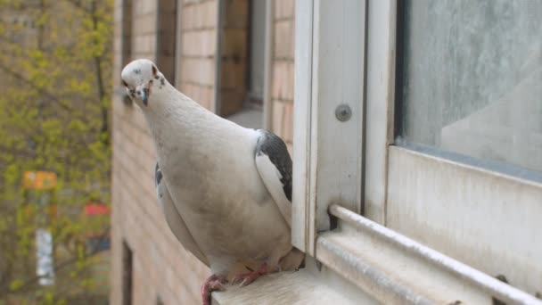 閉じる白い鳩住宅の窓の上に座っていた 彼は頭を回転させ 黄色の目を盲目にし 最後に飛んでいきます 市内の春 木の上の若い葉 — ストック動画