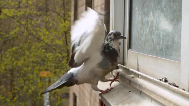 鳩を閉じる滑りやすい窓の上に滞在しようとします それから別の鳩が飛び込み 彼を押す スローモーションで鳥 市内の春 木の上の若い葉 — ストック動画