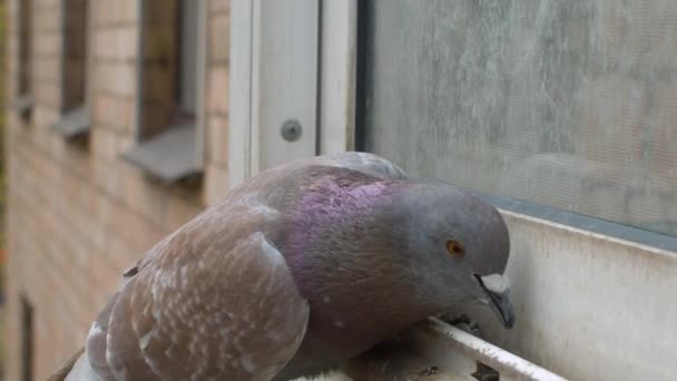 住宅の窓の上に鳩の種を拾うの顔を閉じてください スローモーション 市内の春 木の上の若い葉 — ストック動画