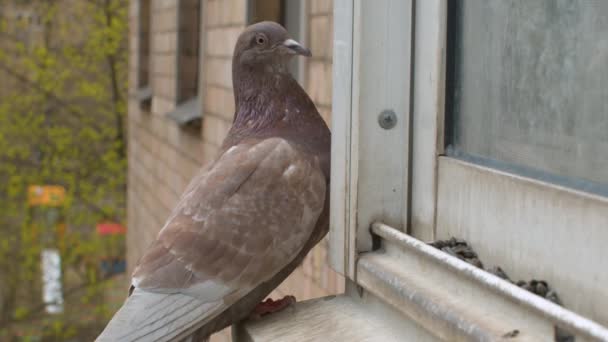 住宅の窓の上に鳩の種を拾うの顔を閉じてください 遅い動きで美しい鳥の翼を振って 市内の春 木の上の若い葉 — ストック動画