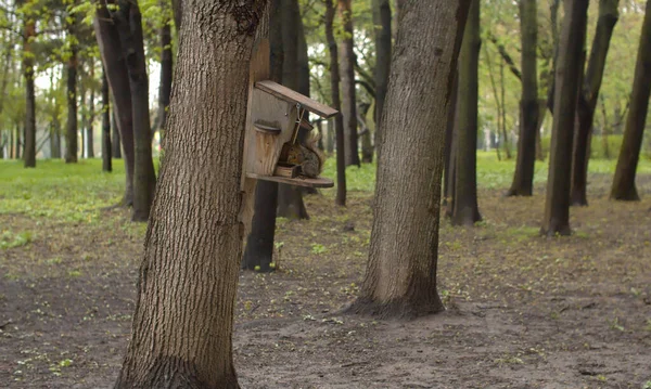 Ağaç Gövdesindeki Yem Oluğunda Oturan Sevimli Sincap Komik Derecede Ciddi — Stok fotoğraf