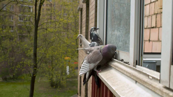 Nahaufnahme Von Tauben Die Auf Der Fensterbank Eines Wohnhauses Samen — Stockfoto