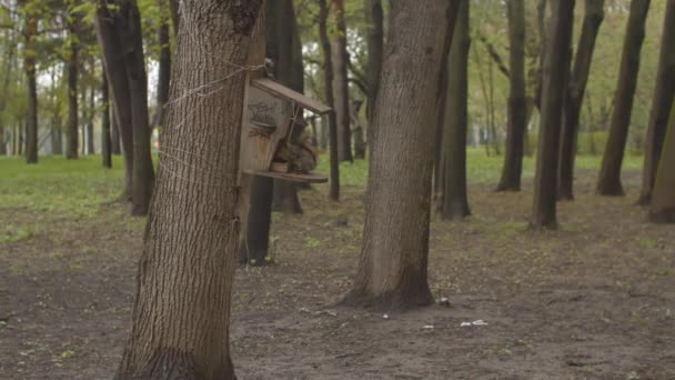 먹이를 먹는 개미집에 앉아 있는 귀여운 다람쥐 — 비디오