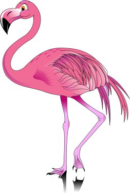 Flamingo bird illustration clipart
