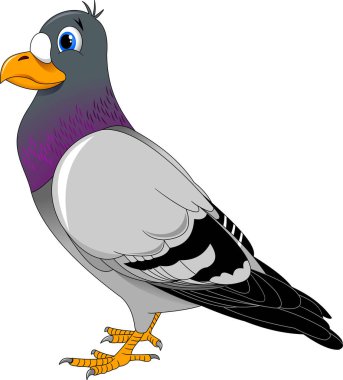 Pigeon  bird illustration clipart