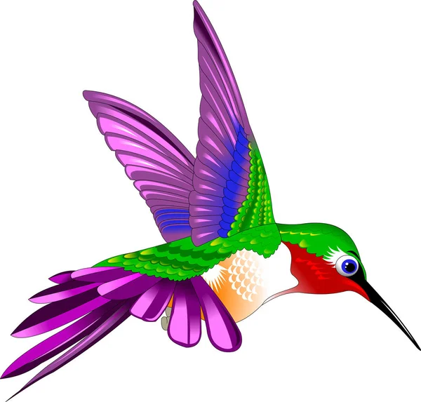 Kolibrie vogel illustratie — Stockvector