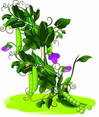 zemin üzerine yeşil bezelye 